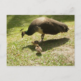 Cartão Postal Peahen com Pintinhos