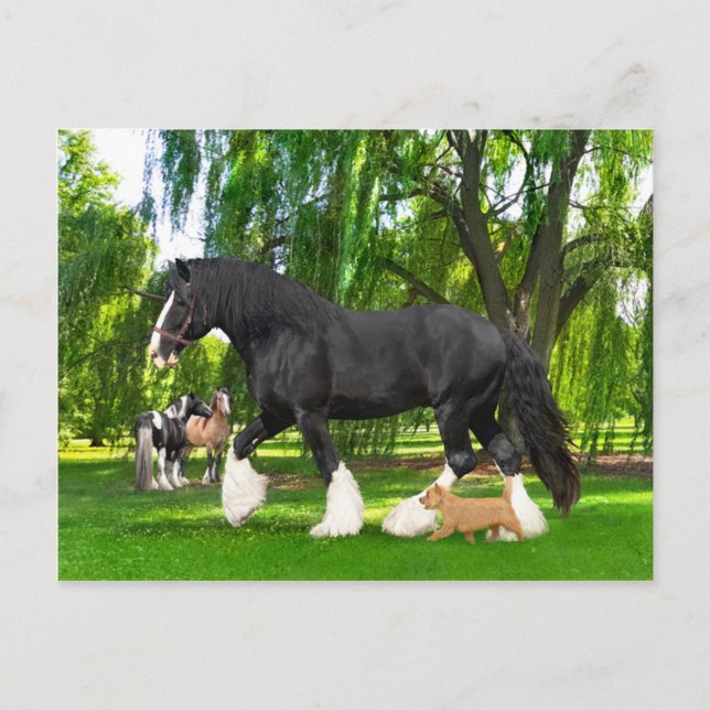 Cartão Postal "Peanut & Blackbird"  (Frente)