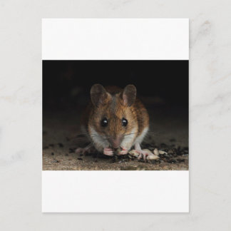 Cartão Postal Peanut, rato de madeira