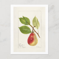Pear Branch (Pyrus Communis)(1893) Small
