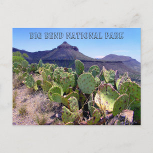 Cartão Postal Pear Cactus Big Bend