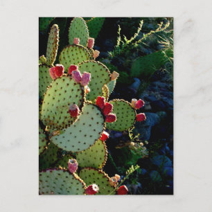 Cartão Postal Pear Cactus Prickly