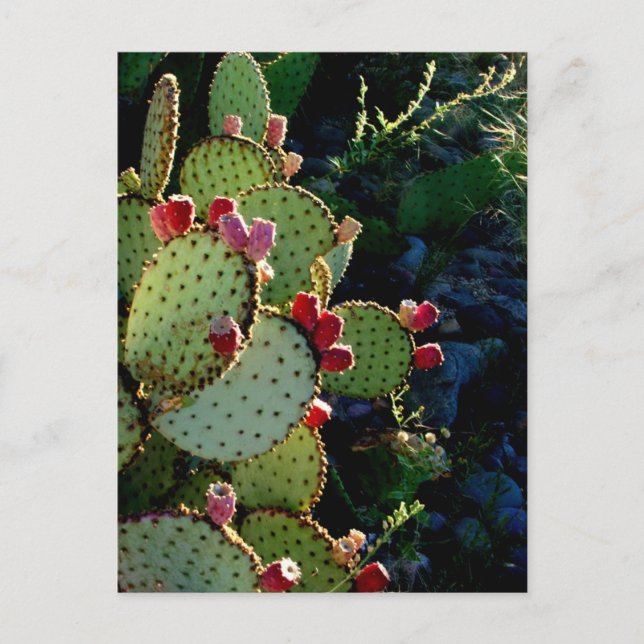 Cartão Postal Pear Cactus Prickly (Frente)