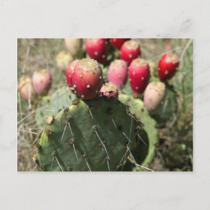 Cartão Postal Pear Cactus Prickly No Texas