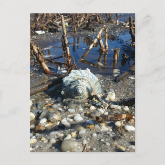 Cartão Postal Pebble Beach 2 (Frente)