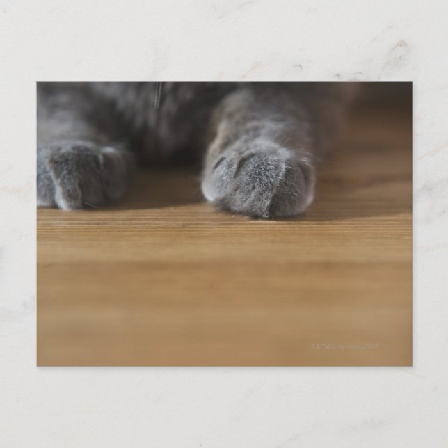 Cartão Postal Peças de gato (Frente)