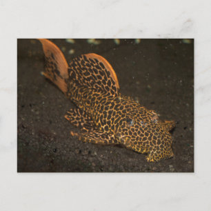 Cartão Postal Peckoltia Compta