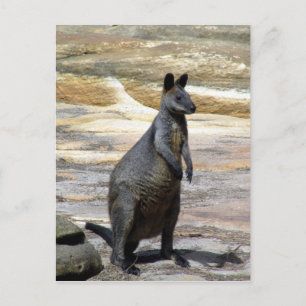 Cartão Postal pedras de parede