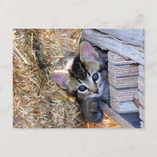 Cartão Postal Peek-a-Boo