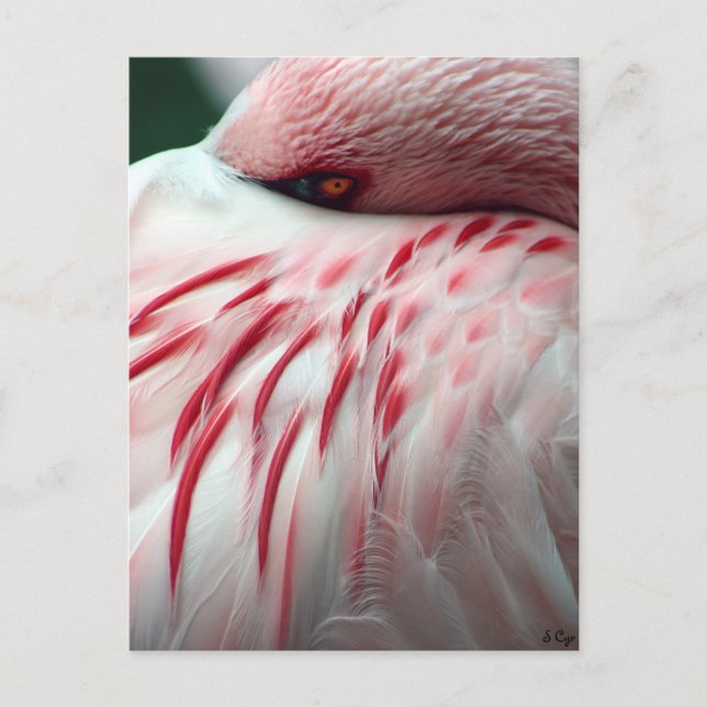 Cartão Postal Peek a Boo (Frente)