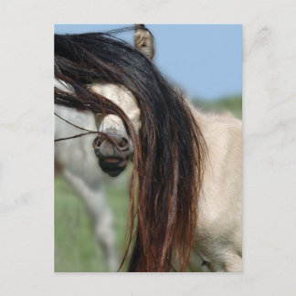 Cartão Postal Peek-a-Boo Colt