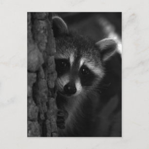 Cartão Postal Peek-a-Boo Raccoon