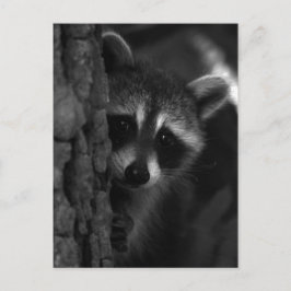 Cartão Postal Peek-a-Boo Raccoon