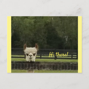 Cartão Postal Peekaboo alpaca