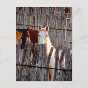 Cartão Postal Peekaboo Paint