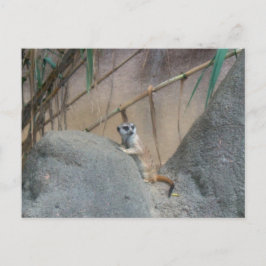 Cartão Postal Peerkat Meerk