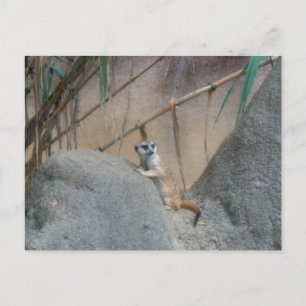 Cartão Postal Peerkat Meerkat