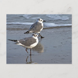 Cartão Postal Peggy, a Gaivota de Galveston, TX