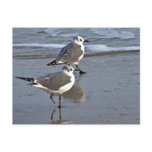 Peggy, a Gaivota de Galveston, TX
