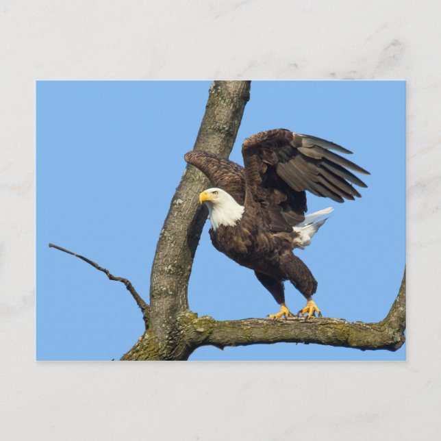 Cartão Postal Pegue O Salto! (Frente)