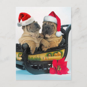 Cartão Postal Pei Shar Chinês com chapéus de x-mas