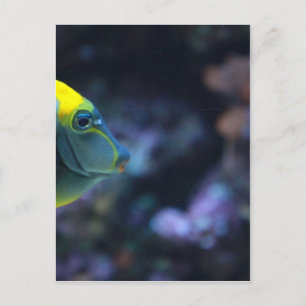 Cartão Postal peixe