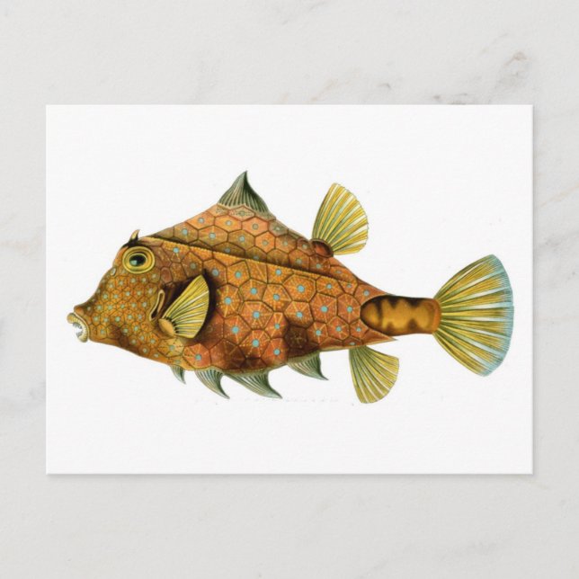 Cartão Postal Peixe (Frente)