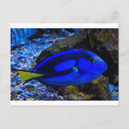 Cartão Postal Peixe