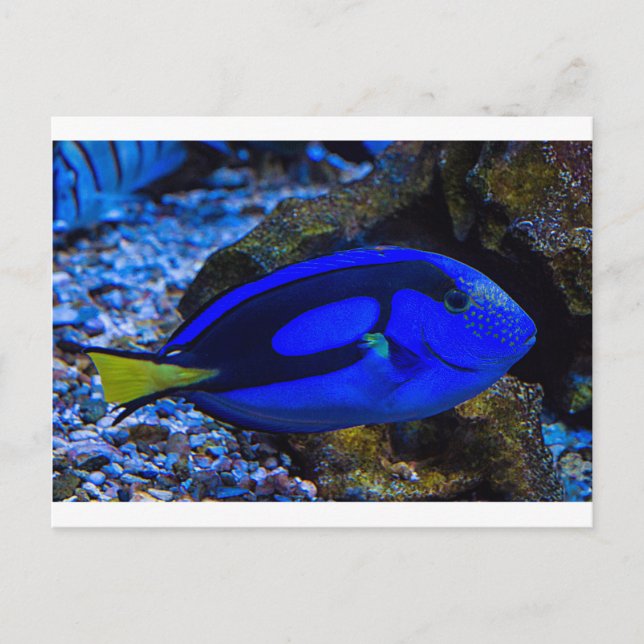 Cartão Postal Peixe (Frente)