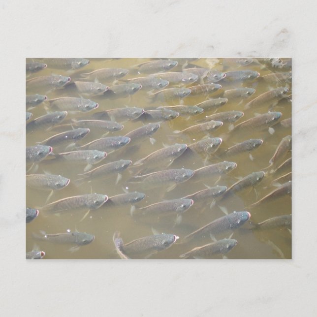 CARTÃO POSTAL PEIXE (Frente)