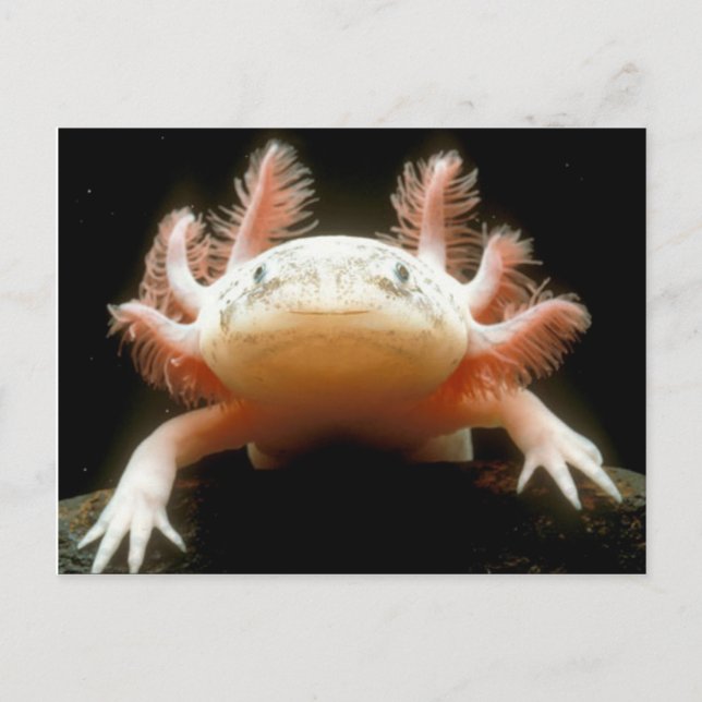 Cartão Postal Peixe Andando Mexicano (Frente)