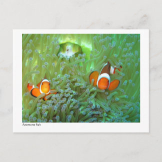 Cartão Postal Peixe anêmono - 02