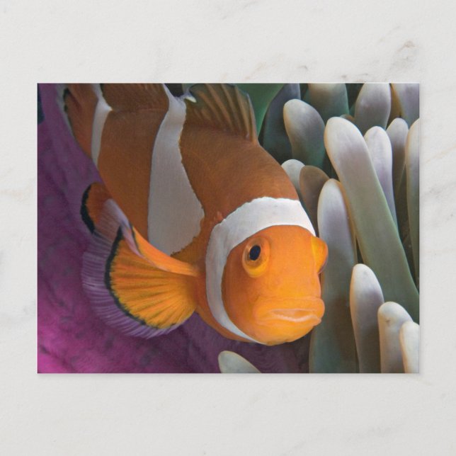 Cartão Postal Peixe anêmono-palhaço ocidental (Frente)