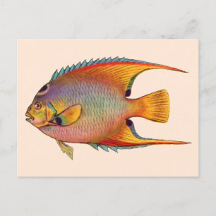 Cartão Postal peixe-anjo