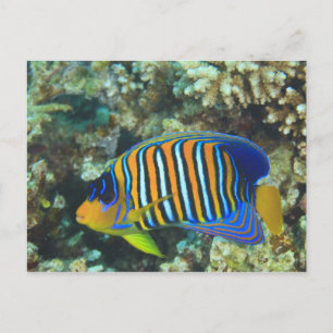 Cartão Postal Peixe-anjo-real juvenil Pygoplites