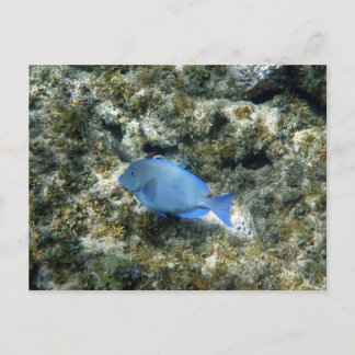 Cartão Postal peixe azul de roatán
