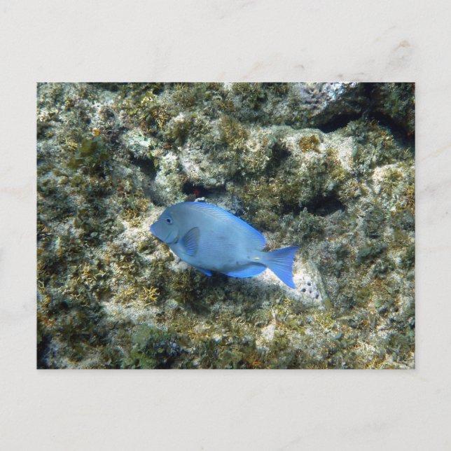 Cartão Postal peixe azul de roatán (Frente)
