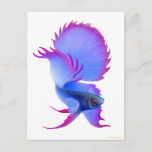 Cartão Postal Peixe Betta Azul Grande