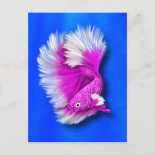 Cartão Postal Peixe-Betta Rosa Branco e Quente
