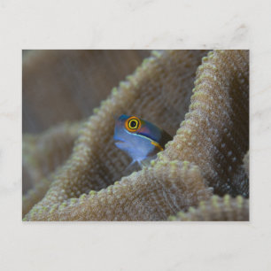 Cartão Postal peixe Blenny Blenniidae) espreitando a cabeça para