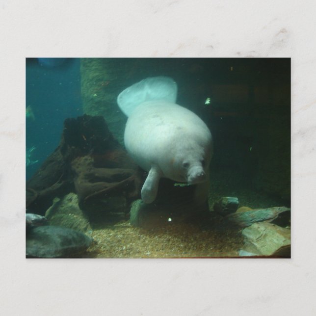 Cartão Postal Peixe-boi Antillean (Frente)