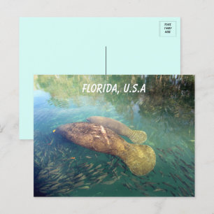 Cartão Postal Peixe-boi da Flórida e Bebê 