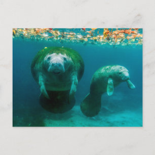 Cartão Postal Peixe-boi mãe com seu filhote em Crystal River