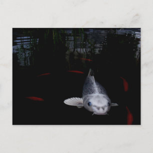 Cartão Postal Peixe-carpa