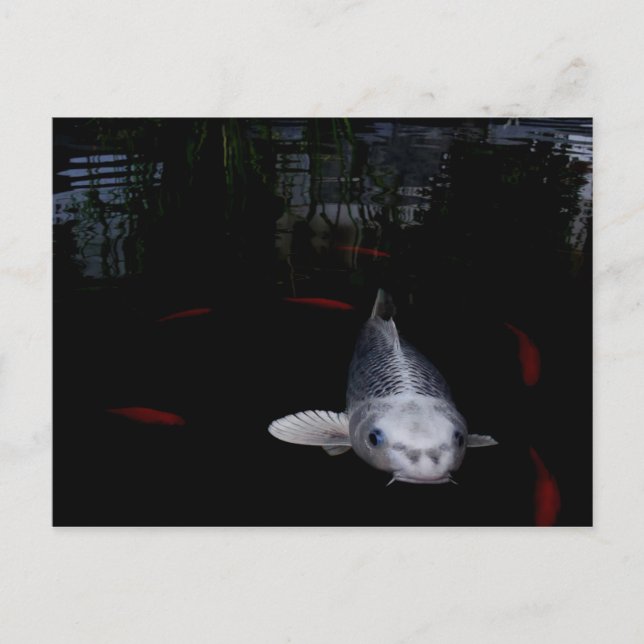Cartão Postal Peixe-carpa (Frente)