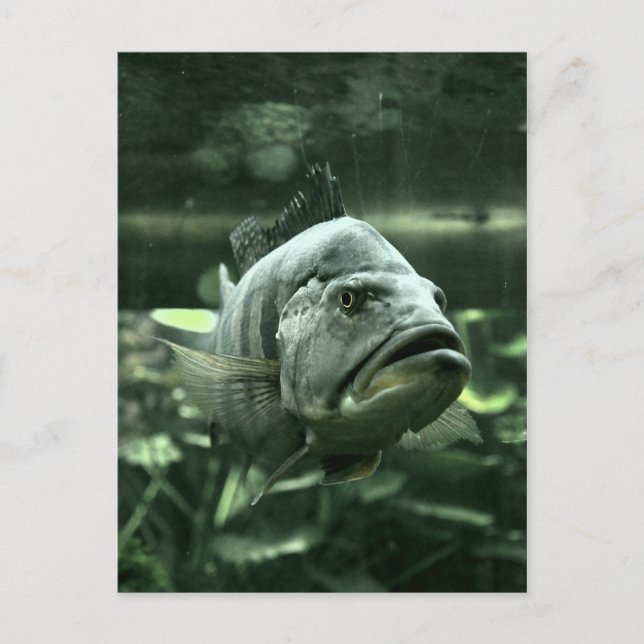 Cartão Postal Peixe de Aquário Feio (Frente)