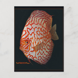 Cartão Postal peixe-disco