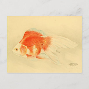 Cartão Postal Peixe-dourado japonês. O Ryukin.