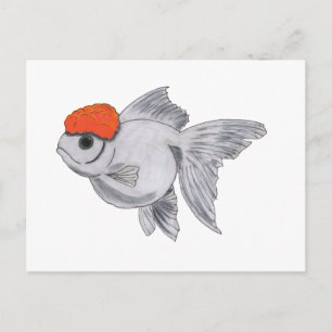 Cartão Postal Peixe Dourado Oranda Branco e Laranja Aquário Peix