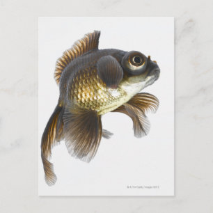 Cartão Postal Peixe-dourado-preto (Carassius auratus) 2